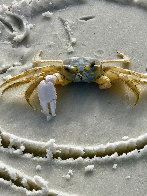 Crab 1